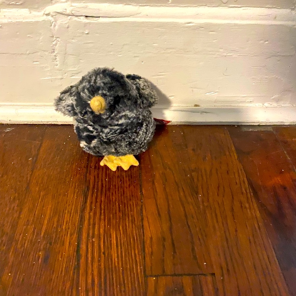 small baby chicken